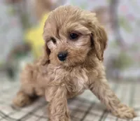 Slate, a female Cavapoo for sale in Galena, MO – Photo 9 of 10