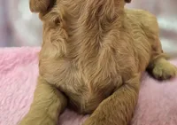 Obsidian, a female Cavapoo for sale in Galena, MO – Photo 7 of 7