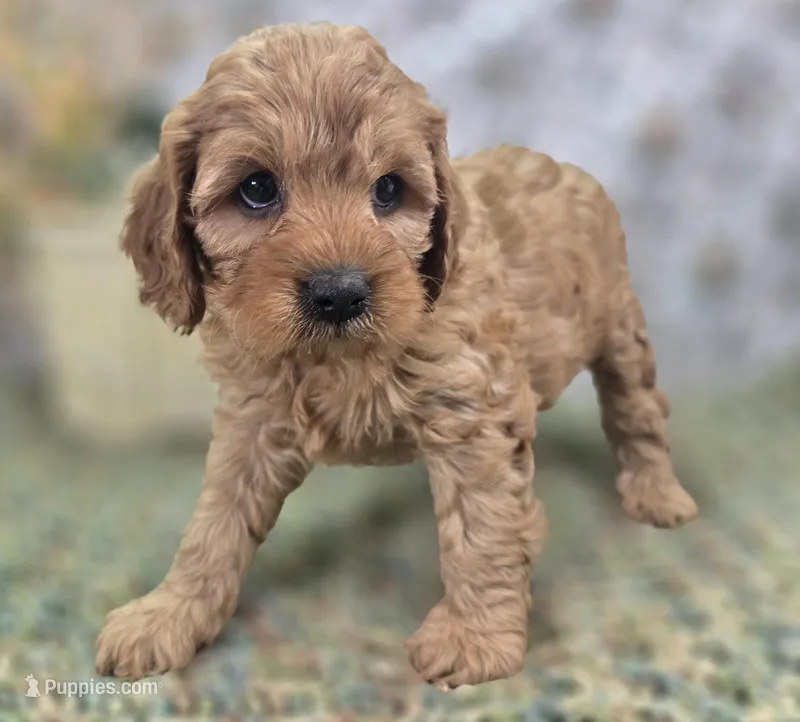 Obsidian – Cavapoo puppy for sale in Galena, MO