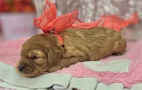 Obsidian, a female Cavapoo for sale in Galena, MO – Photo 2 of 7