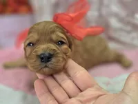 Obsidian, a female Cavapoo for sale in Galena, MO – Photo 5 of 7