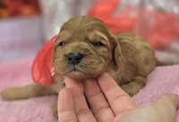 Obsidian, a female Cavapoo for sale in Galena, MO – Photo 6 of 7