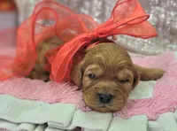 Obsidian, a female Cavapoo for sale in Galena, MO – Photo 1 of 7