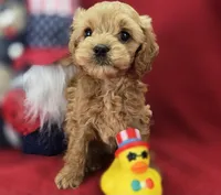 Girdle, a female Cockapoo for sale in Galena, MO – 2 of 7
