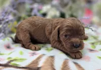 Prada, a female Cockapoo for sale in Galena, MO – 1 of 2