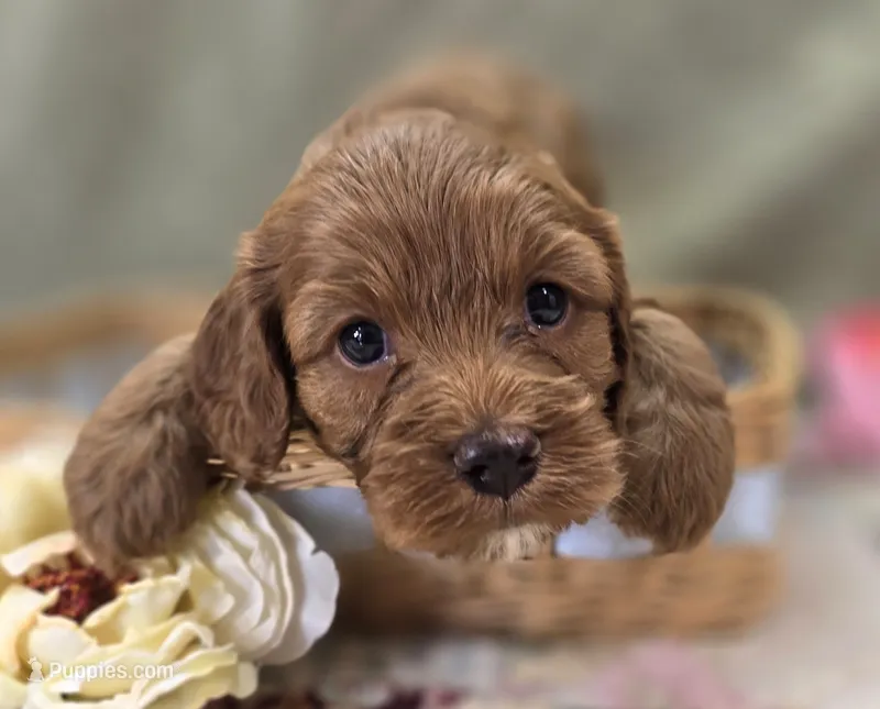 Poppy – Cockapoo puppy for sale in Galena, MO