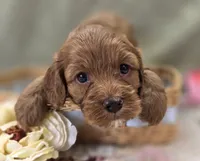 Poppy, a female Cockapoo for sale in Galena, MO – 8 of 8