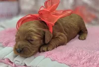 Glaze, a female Cockapoo for sale in Galena, MO – Photo 9 of 10