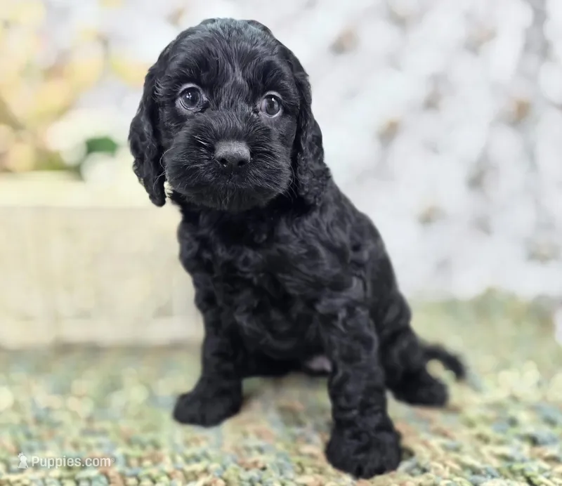 Frostbite – Cockapoo puppy for sale in Galena, MO