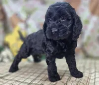 Frostbite, a female Cockapoo for sale in Galena, MO – Photo 4 of 5