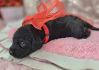 Frostbite, a female Cockapoo for sale in Galena, MO – Photo 6 of 10
