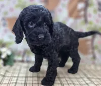 Frostbite, a female Cockapoo for sale in Galena, MO – Photo 3 of 5