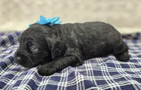 Frostbite, a female Cockapoo for sale in Galena, MO – Photo 5 of 10