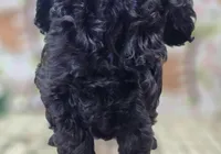 Frostbite, a female Cockapoo for sale in Galena, MO – Photo 5 of 5