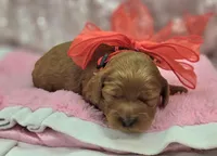Glaze, a female Cockapoo for sale in Galena, MO – Photo 8 of 10
