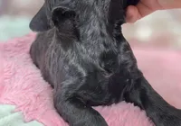 Frostbite, a female Cockapoo for sale in Galena, MO – Photo 9 of 10