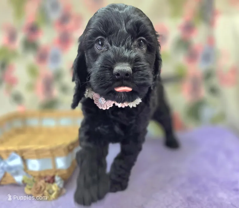 Frostbite – Cockapoo puppy for sale in Galena, MO