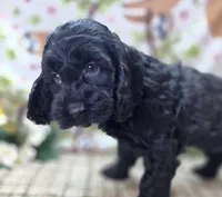 Frostbite, a female Cockapoo for sale in Galena, MO – Photo 2 of 5