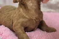 Glaze, a female Cockapoo for sale in Galena, MO – Photo 10 of 10