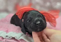 Frostbite, a female Cockapoo for sale in Galena, MO – Photo 8 of 10