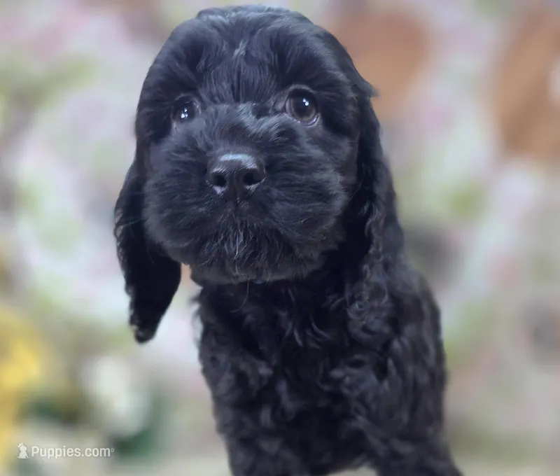 Frostbite – Cockapoo puppy for sale in Galena, MO