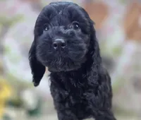 Frostbite, a female Cockapoo for sale in Galena, MO – Photo 1 of 5
