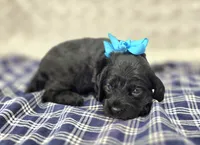 Frostbite, a female Cockapoo for sale in Galena, MO – Photo 2 of 10
