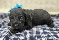 Frostbite, a female Cockapoo for sale in Galena, MO – Photo 4 of 10