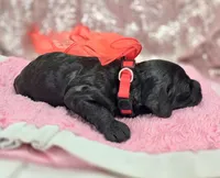 Frostbite, a female Cockapoo for sale in Galena, MO – Photo 10 of 10
