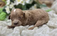 Ladybug, a female Cavapoo for sale in Galena, MO – 1 of 5