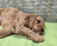 Cashmere, a male Cockapoo for sale in Galena, MO – 7 of 7