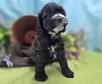 Flopsy, a female Cockapoo for sale in Galena, MO – 3 of 6