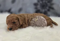 Hail, a female Cavapoo for sale in Galena, MO – Photo 5 of 6