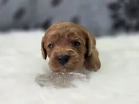 Hail, a female Cavapoo for sale in Galena, MO – Photo 2 of 6