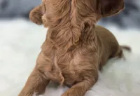 Hail, a female Cavapoo for sale in Galena, MO – Photo 6 of 6