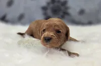 Hail, a female Cavapoo for sale in Galena, MO – Photo 3 of 6