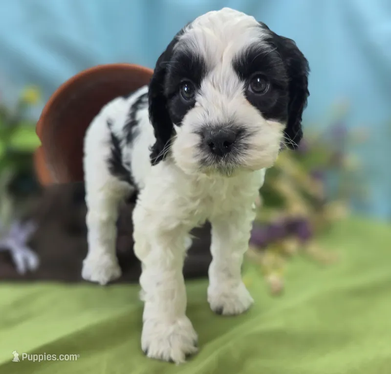 Cottontail – Cockapoo puppy for sale in Galena, MO