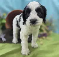 Cottontail, a male Cockapoo for sale in Galena, MO – 1 of 5