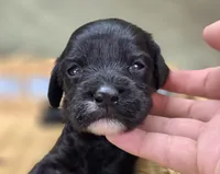 Paisley, a female Cavapoo for sale in Galena, MO – 2 of 6