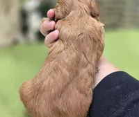 Indigo, a male Cavapoo for sale in Galena, MO – 8 of 8