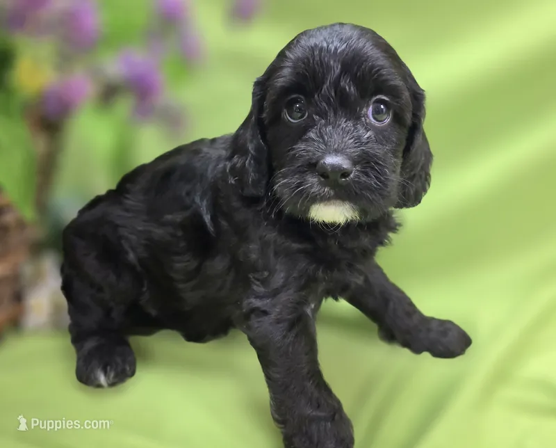 Paisley – Cavapoo puppy for sale in Galena, MO