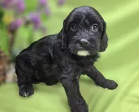 Paisley, a female Cavapoo for sale in Galena, MO – 7 of 7