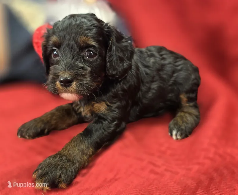 Lady – Cockapoo puppy for sale in Galena, MO