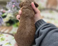 Milan, a male Cockapoo for sale in Galena, MO – 4 of 5