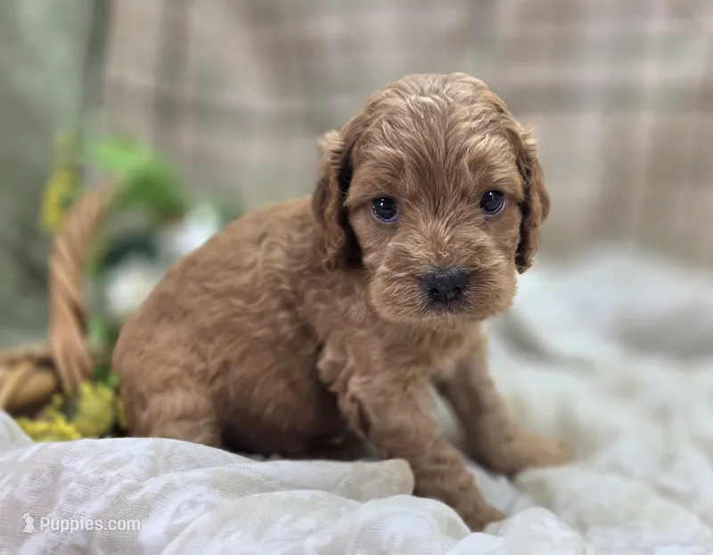 Versace – Cockapoo puppy for sale in Galena, MO