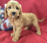 Versace, a male Cockapoo for sale in Galena, MO – 2 of 8