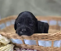 Paisley, a female Cavapoo for sale in Galena, MO – 4 of 6
