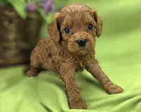 Beetle, a male Cavapoo for sale in Galena, MO – 2 of 6