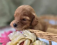 Beau, a male Cavapoo for sale in Galena, MO – 6 of 7