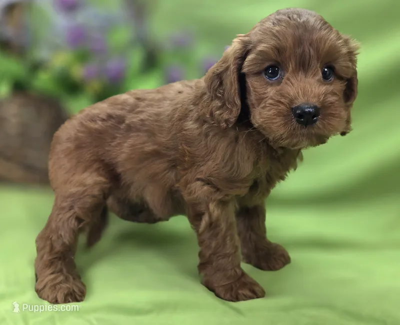 Milan – Cockapoo puppy for sale in Galena, MO